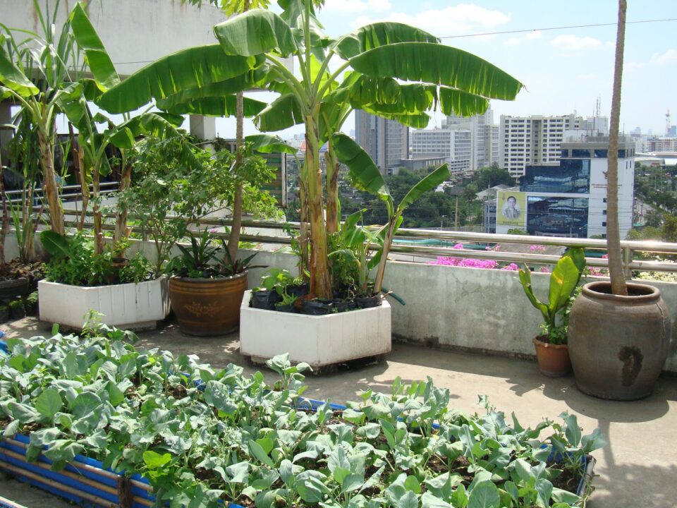roof garden with pot