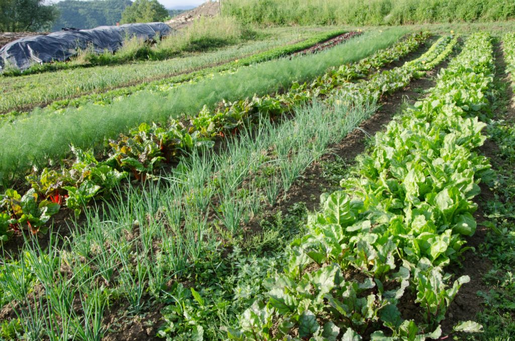 farm with vegetable garden