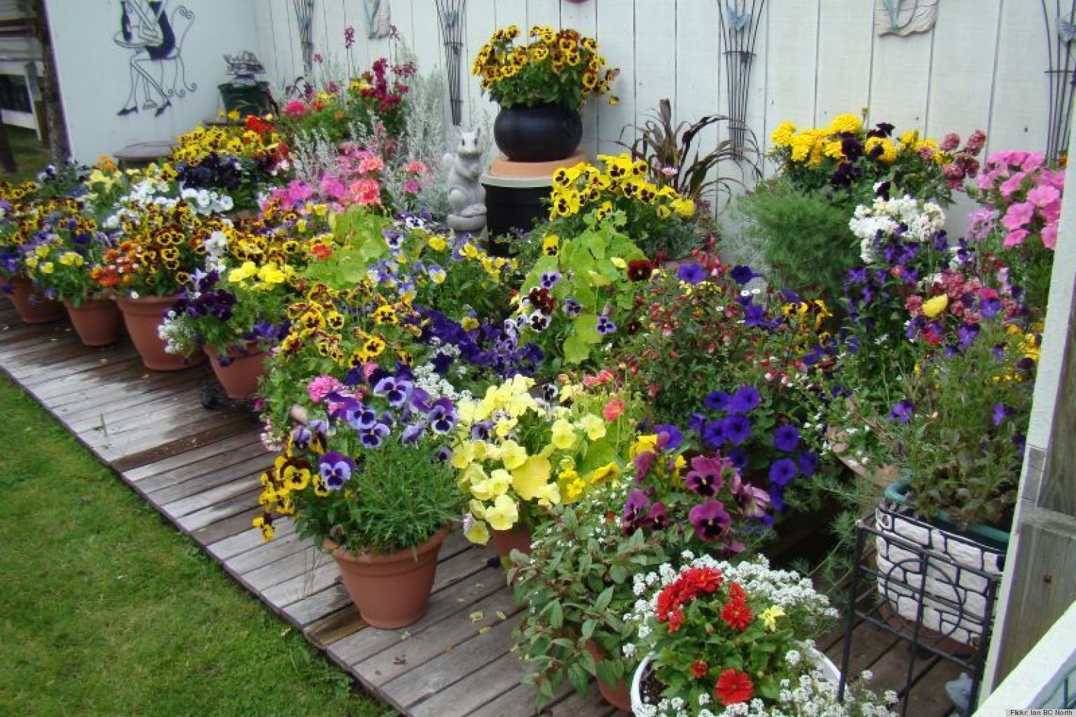 Pot Plant Flowers