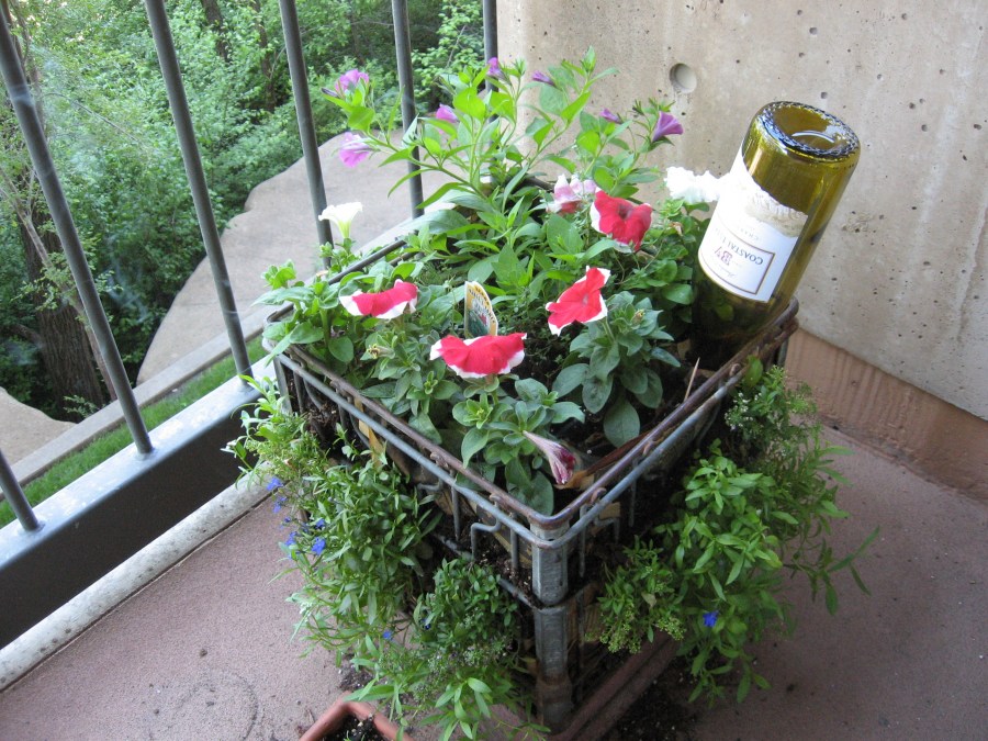 Pot Plant Indoor