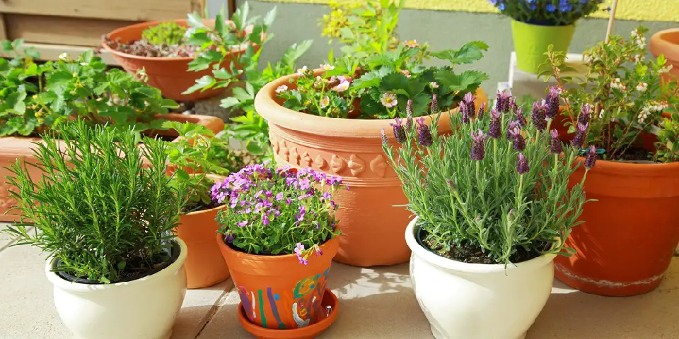 Pots Plan For Terrace and Garden