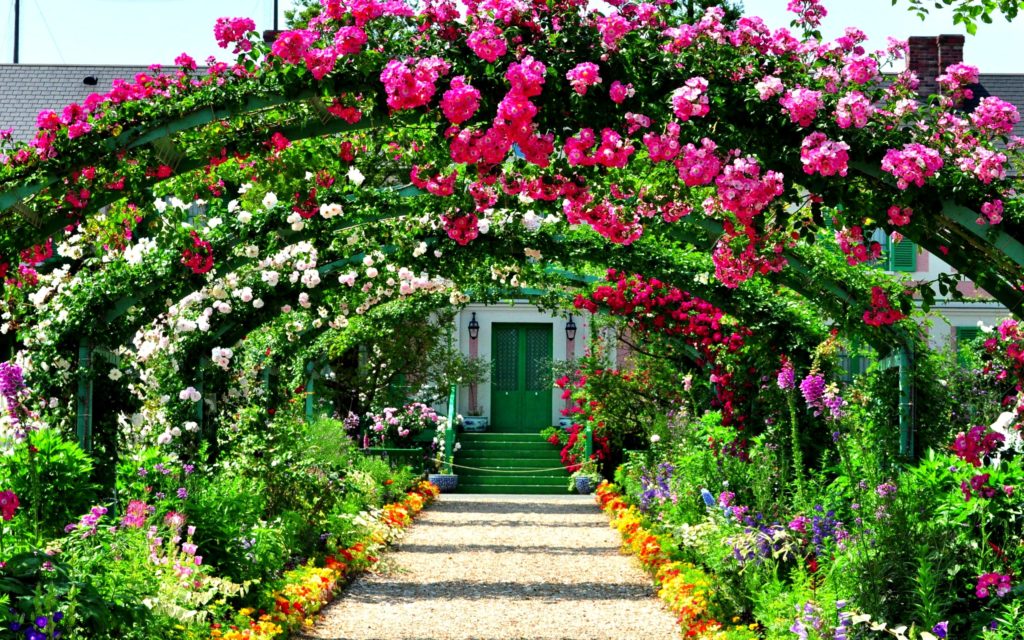 beautiful garden with rose