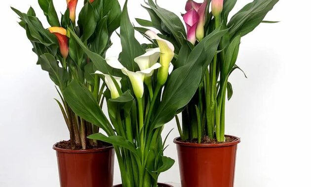 calla zantedeschia flower group blossom bloom common calla plant houseplant