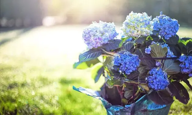 hydrangea blue purple flowers pot morning sunshine spring bloom