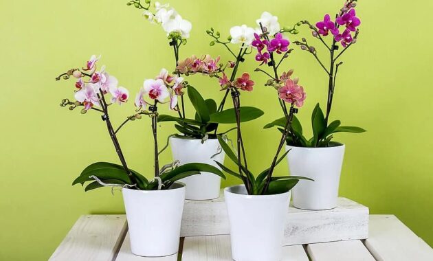 orchids phalaenopsis flower butterfly orchid blossom bloom plant queen of flowers the phalaenopsis orchid