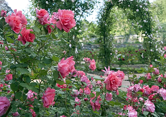 pink rose in the garden