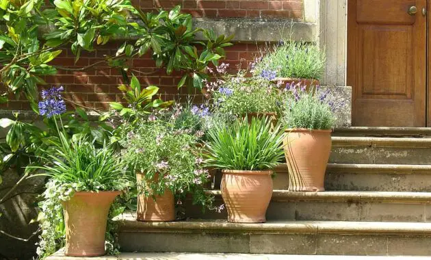 plants pots terracotta plant pot flowers steps garden