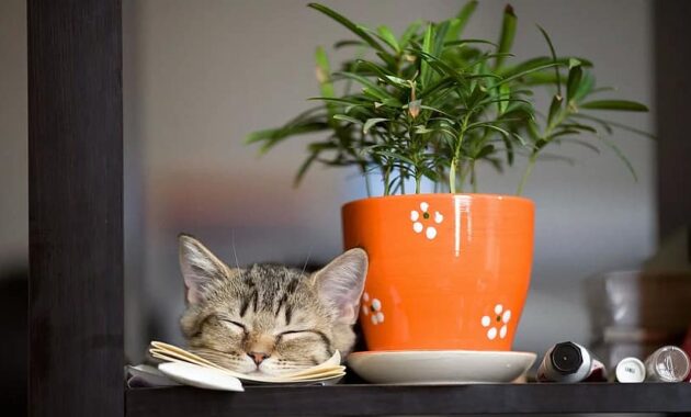 pot desktop flora leaf table cat flower