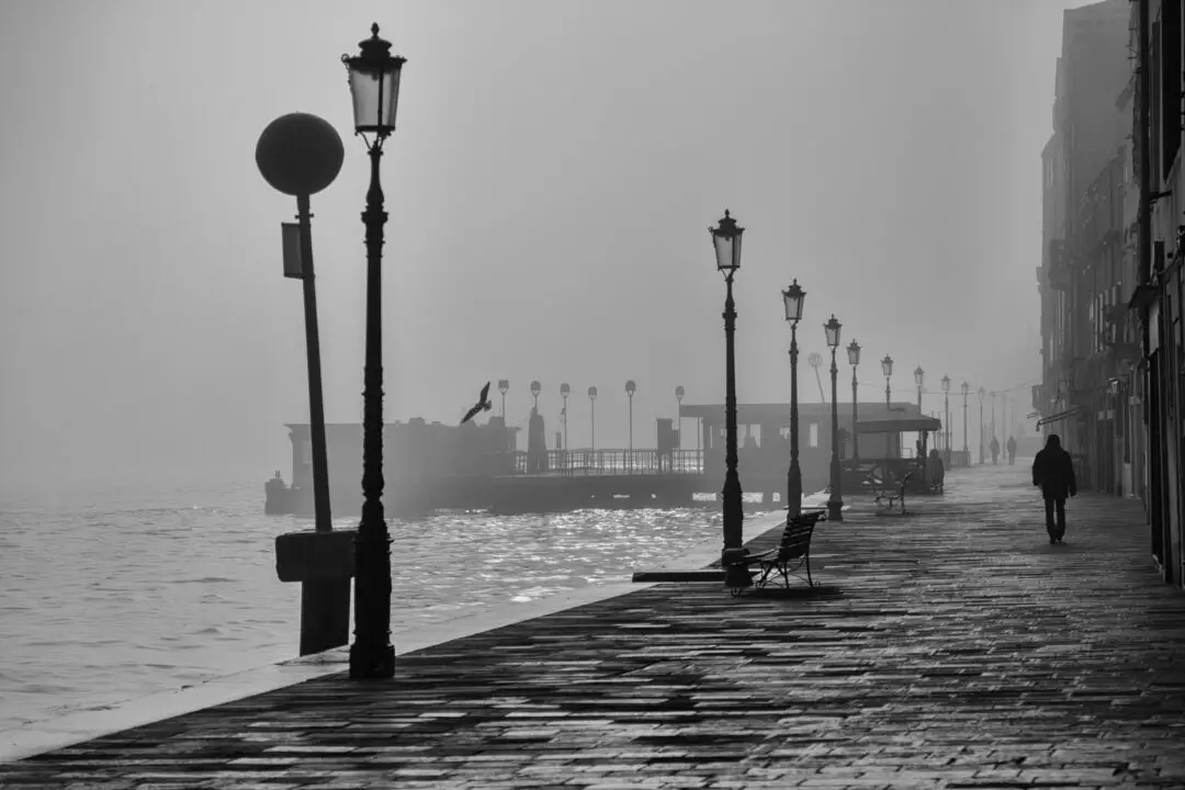 sea water silhouette bird light black