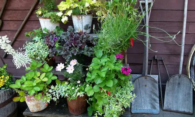 still life garden backyard shovel flowers potted