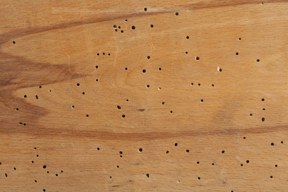 termite holes wood check