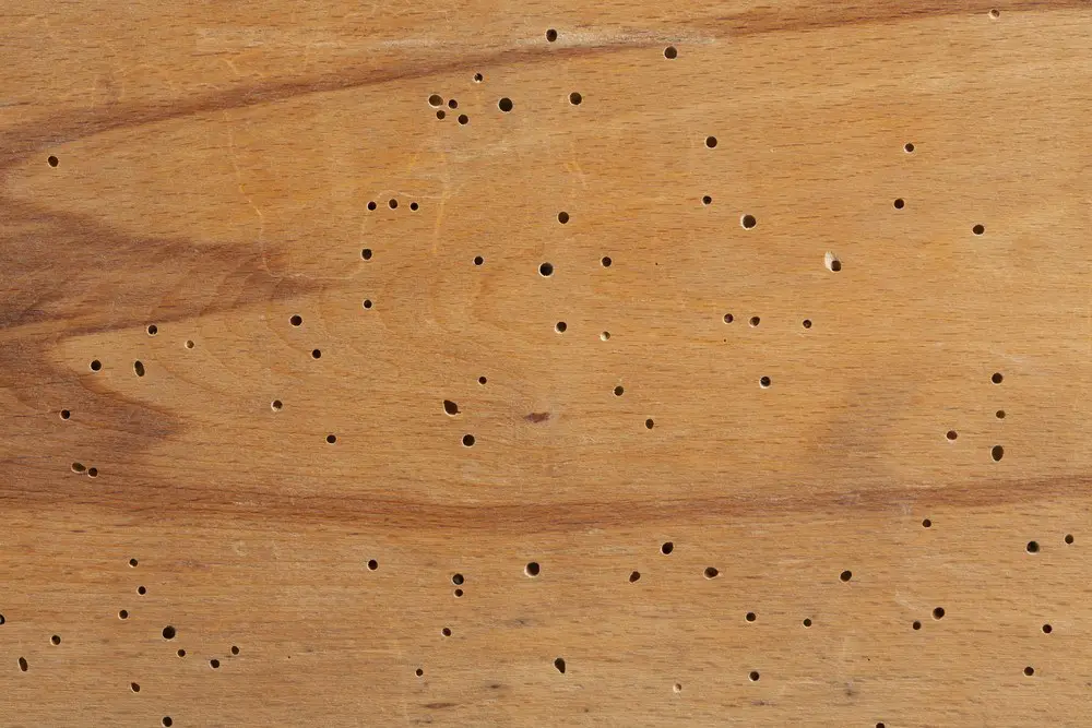 termite holes wood check