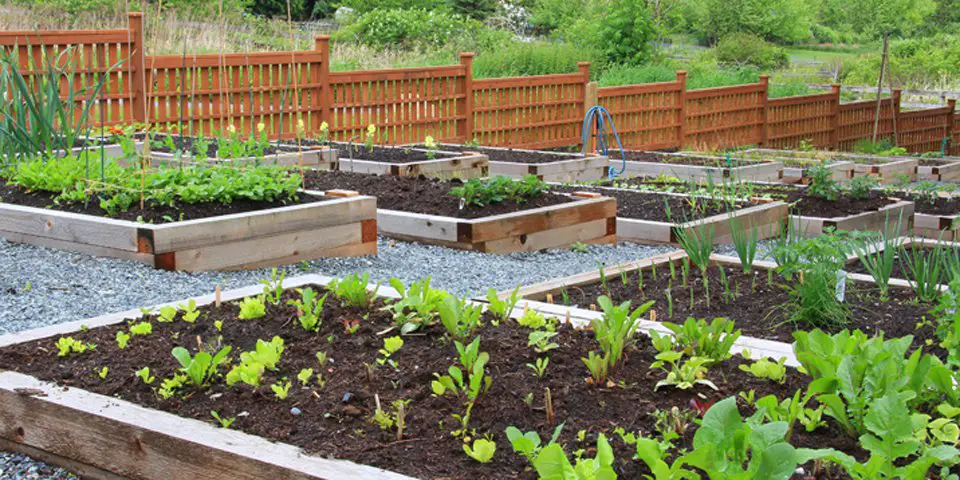 vegetable garden layout