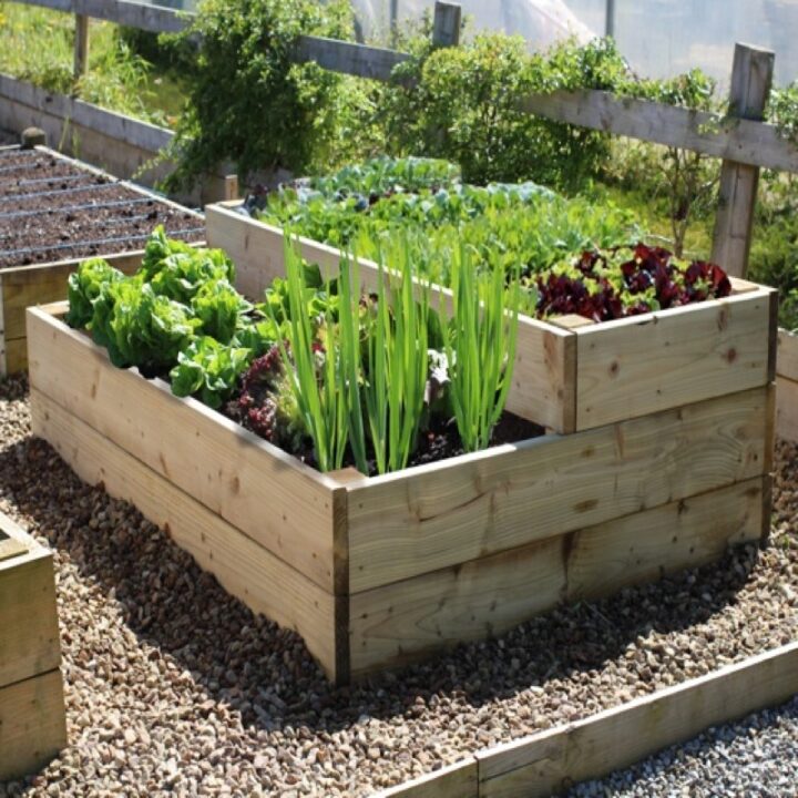 vegetable garden plans for beginner