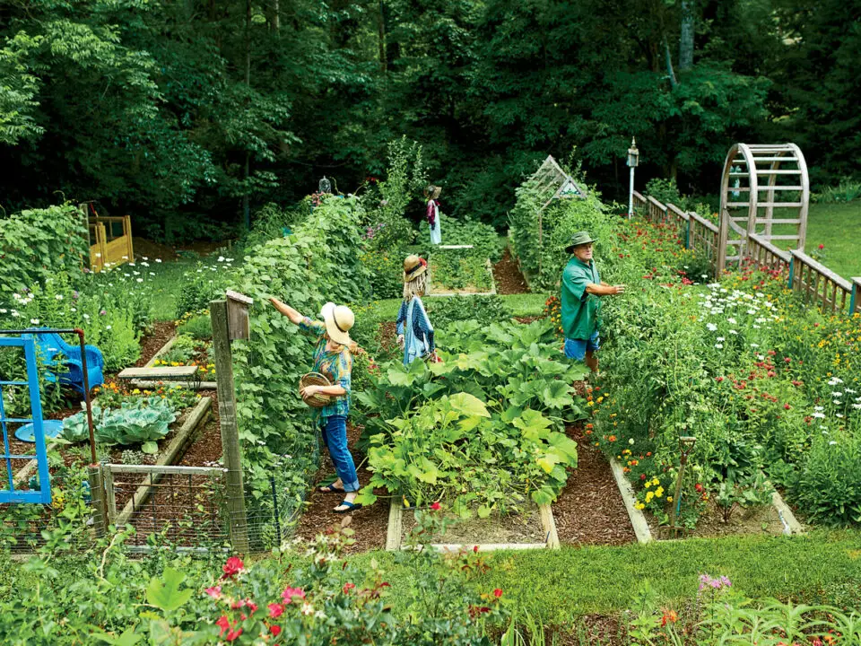 vegetable garden plants