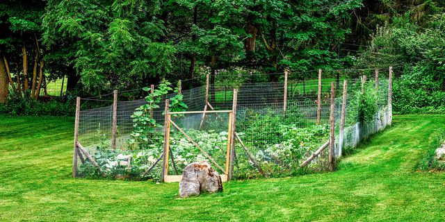 vegetable garden fence
