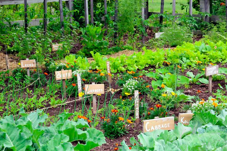vegetable garden with layout