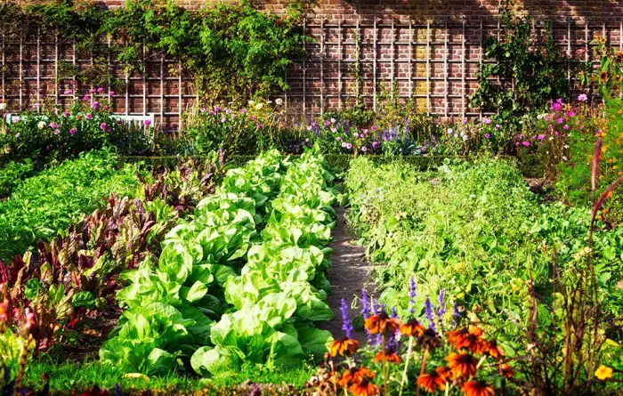 vegetable garden