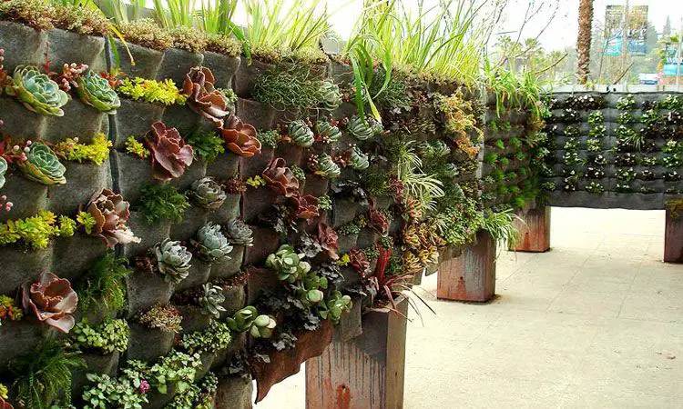 vertical garden front house ideas