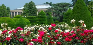 wide garden with amazing rose flower