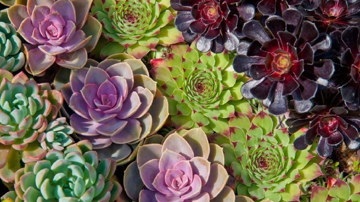 decorating with colorful succulents