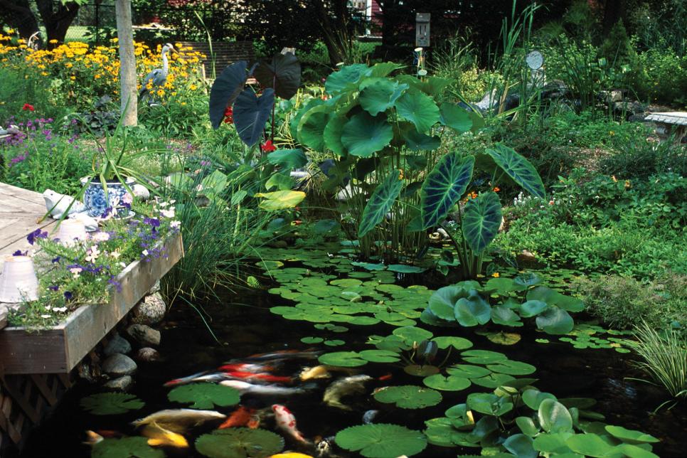 garden with pond backyard ideas