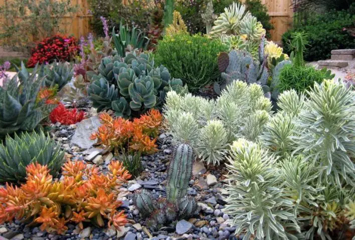 indoor and outdoor succulent garden