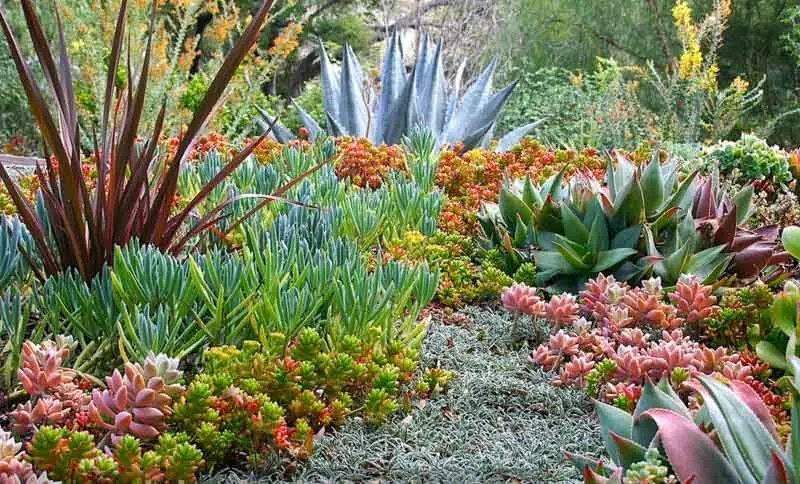 succulent garden ideas