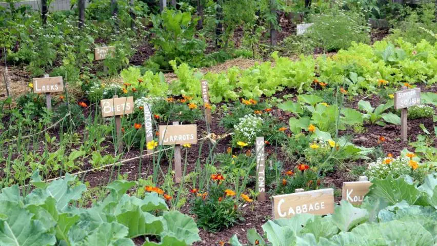 vegetable garden design ideas