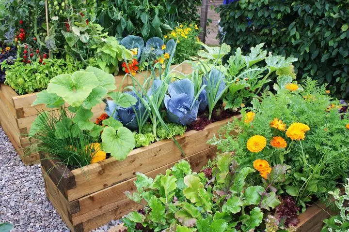 vegetable garden ideas