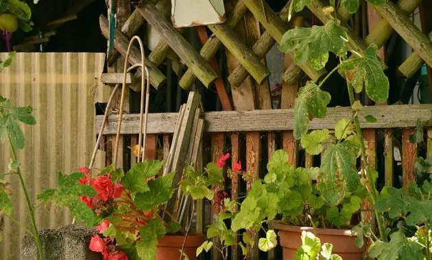 allotment idyllic garden garden gardening after work flower pots garden shed idyllic wild garden