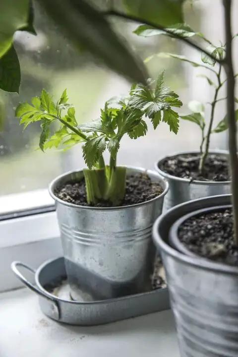 celery plant fresh herb homemade cook vegetable garden organic