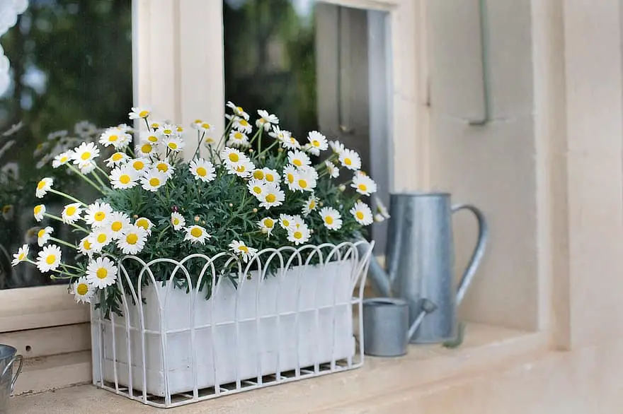 flower box planter daisies flowers watering can plant box nature decoration