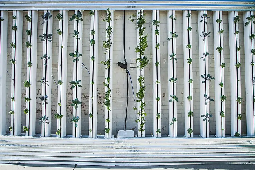 hydroponics green wall zipgrow vertical farm vertical garden lettuce