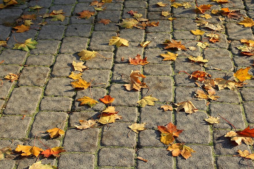 walkway pavers pavement foliage autumn surface pattern invoice the stones walkway pavers pavement foliage autumn surface pattern invoice the stones
