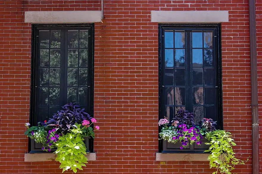 window brick planter flowers green purple reflection apartment wall