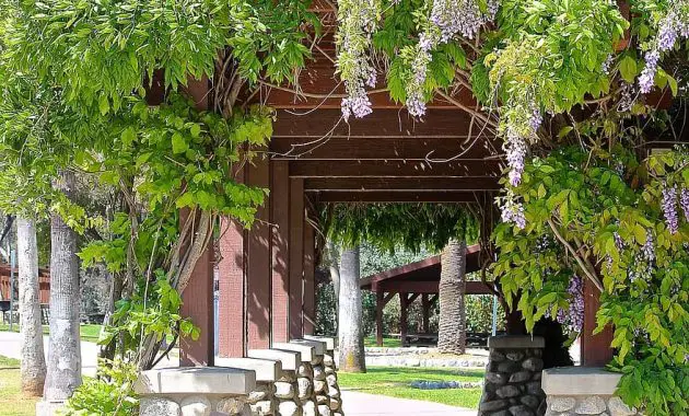 wisteria vine path arbor walk way shade patio flowers shrub