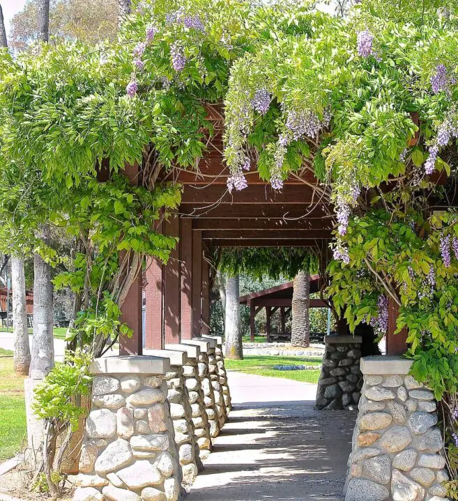 wisteria vine path arbor walk way shade patio flowers shrub