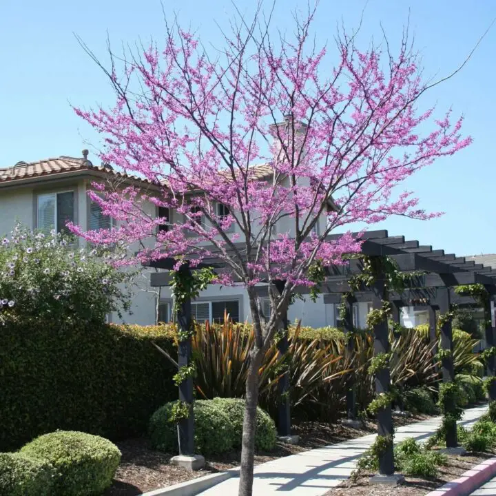 Eastern Redbud