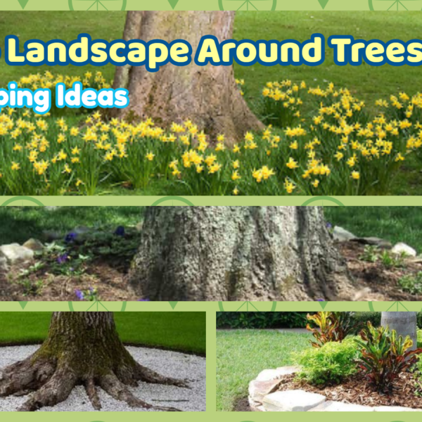 How to Landscape Around Trees – Home & Garden