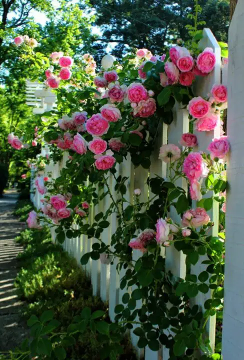 beautiful garden flowering