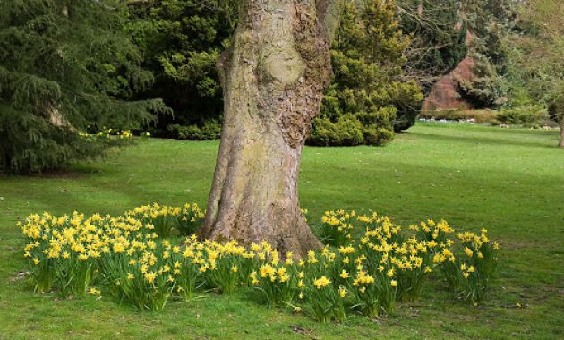 landscape around trees yellow daffodils
