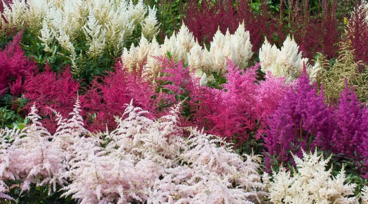 Astilbe ideas