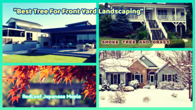 Best Trees for Front Yard Landscaping