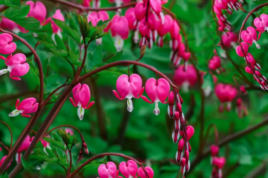 Bleeding Hearts ideas