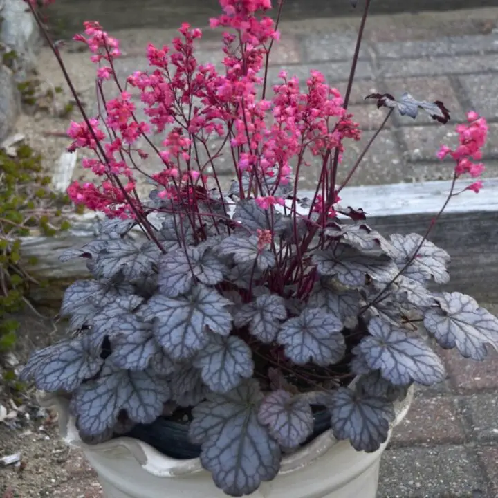 Heuchera ideas around trees