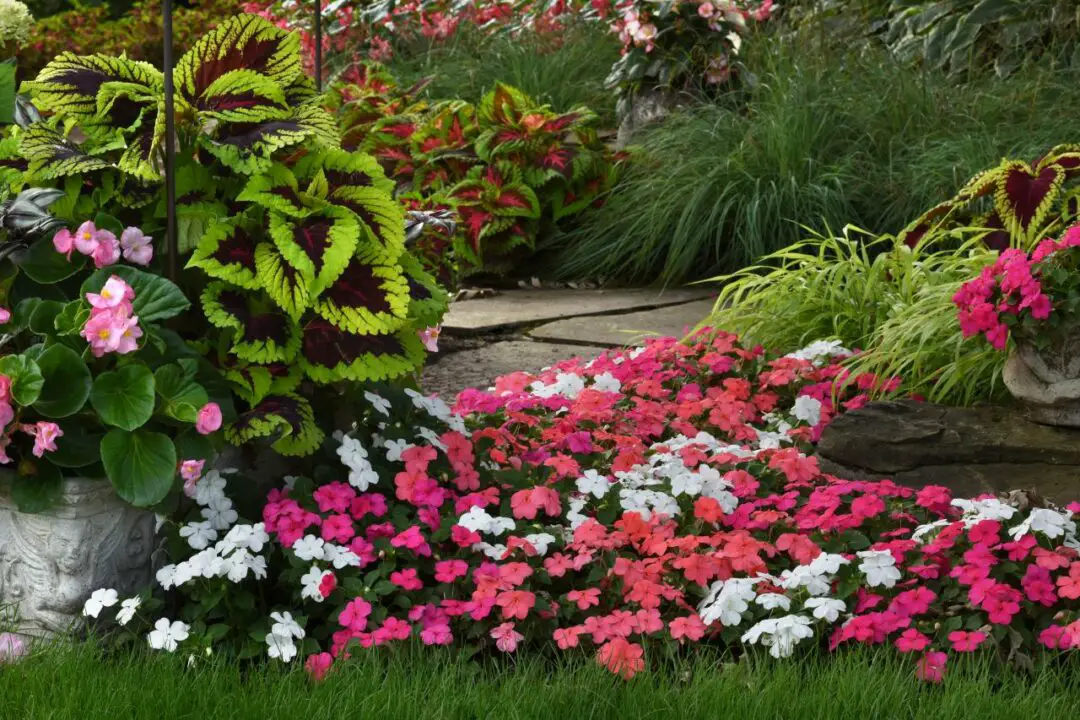 Impatiens ideas around trees