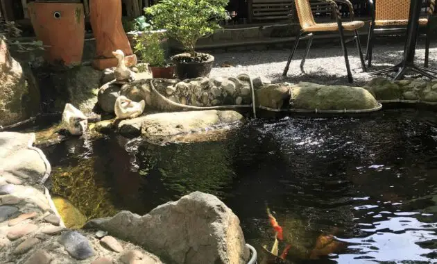 backyard fish pond ideas with koi