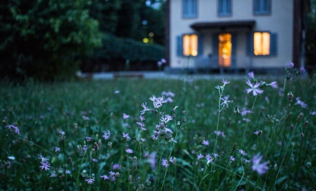 beautiful trees for front yard landscaping