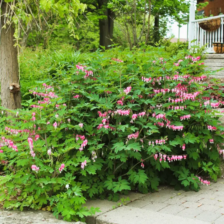 garden with bleeding heart plant around trees